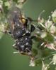 Oxybelus mucronatus